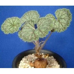 ъ26 Пеларгония Pelargonium barklyi - Галерея
