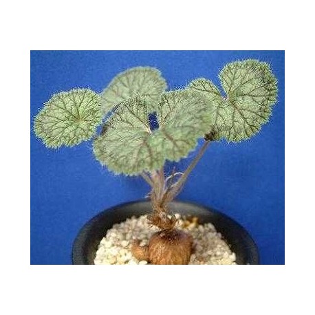 Pelargonium barklyi