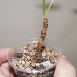 Кислица Oxalis megalorrhiza