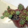 Tephrocactus ovatus