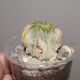Astrophytum capricorne niveum variegata
