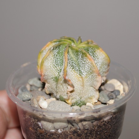 Astrophytum capricorne niveum variegata