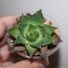 Haworthia planifolia agavoides
