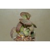 Adromischus maculatus
