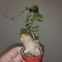 Anredera cordifolia