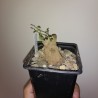 Anredera cordifolia 1