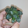 Haworthia Matrix
