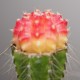 Gymnocalycium mihanovichii variegata RED-Yellow