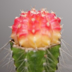 Gymnocalycium mihanovichii variegata RED-Yellow