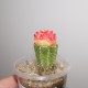 Gymnocalycium mihanovichii variegata RED-Yellow