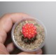 Gymnocalycium mihanovichii variegata RED-Yellow