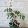 Строфантус Strophanthus gerrardii - Галерея