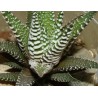Haworthia fasciata Big Band