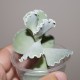 Cotyledon undulata