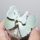 Cotyledon undulata