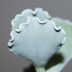 ъ26 Котиледон Cotyledon undulata - Галерея