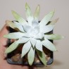 Дудлея Dudleya candida - Галерея