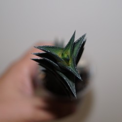 ъ26 Haworthia nigra - Коллекция