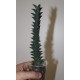 Haworthia nigra