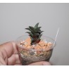 Haworthia viscosa