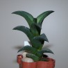 Haworthia nigra clon2