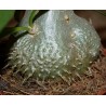Мирмекодия  колючая Myrmecodia  echinanta / Галерея