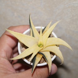 ъ26 Хавортия Haworthia limifolia variegata Aurea Plus / Галерея