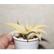 Haworthia limifolia variegata Aurea