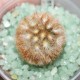 Mammillaria carmenae