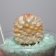 Mammillaria carmenae