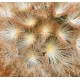 Mammillaria carmenae