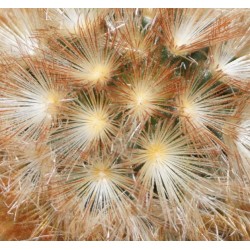 ъ26 Mammillaria carmenae Red form - Галерея