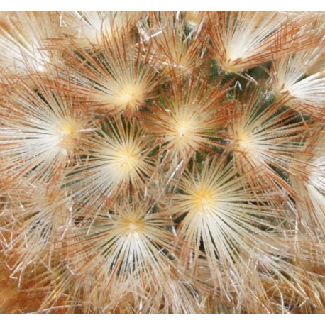 Mammillaria carmenae
