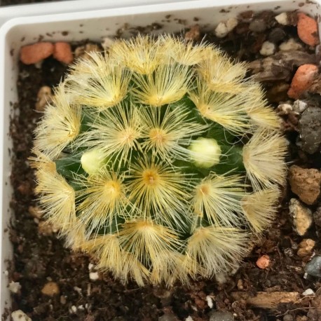 Mammillaria carmenae