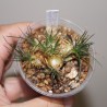Ornithogalum sardienii