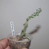 Церопегия Ceropegia adrianae / Галерея