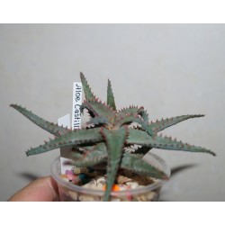 Aloe castilloniae clon 2