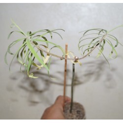 Euphorbia piscatoria