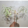 Эуфорбия Euphorbia piscatoria - Галерея