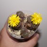 Lithops bromfieldii insularis