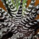 Haworthia attenuata France