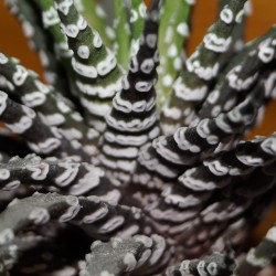 Хавортия Haworthia attenuata Donut