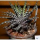 Haworthia attenuata France