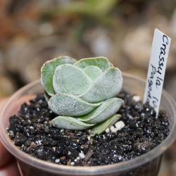 Крассула Crassula Ivory Pagoda - Галерея