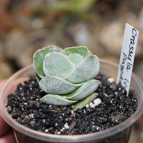 Crassula Ivory Pagoda