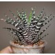 Haworthia attenuata France