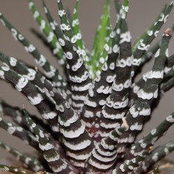 Хавортия Haworthia attenuata Donut 2