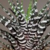 Хавортия Haworthia attenuata Donut 2