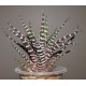 Haworthia attenuata Donut