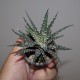 Haworthia attenuata Donut